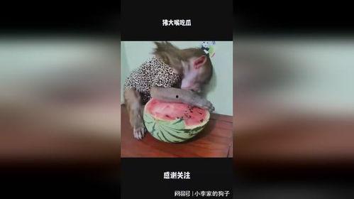 大嘴吃瓜搞笑,笑料横生，欢乐无限！