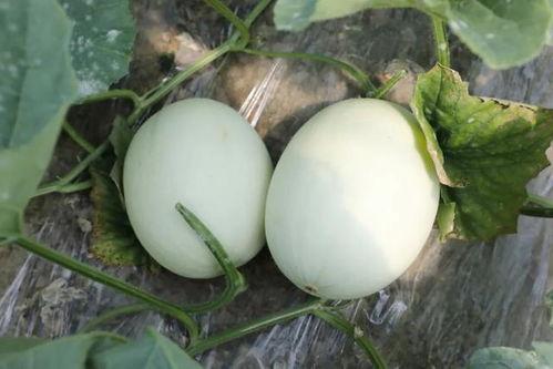 吃玉瓜好吗,玉瓜营养价值与食用益处解析