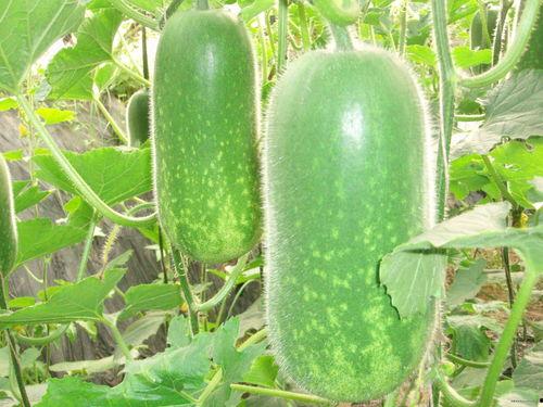 考古吃瓜视频大全,揭秘古墓奇闻，带你穿越时空探秘